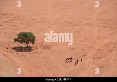 Vue aérienne sur un arbre isolé et un troupeau de chameaux à Wadi Rum Jordan Banque D'Images