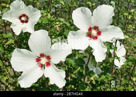 plantes et fleurs d'hibiscus blanc, hibiscus syriacus cœur rouge Banque D'Images