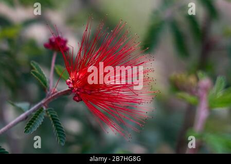 Gros plan de fleur rouge Banque D'Images