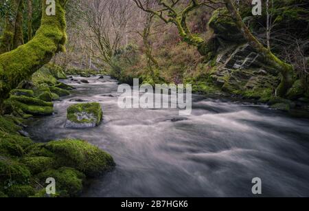 Atmosphère hivernale froide dans une gorge à effet mousse, bordée d'une rivière entourée de vieux chênes Banque D'Images