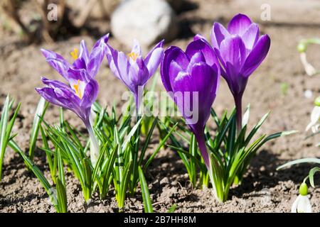 Crocus violet. C'est un genre de plantes à fleurs de la famille de l'iris, qui comprend 90 espèces de plantes vivaces issues de corms. Ils sont cultivés pour le TH Banque D'Images