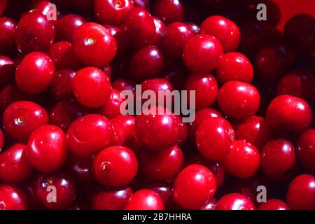 cerises rouges fraîchement cueillies dans un seau Banque D'Images