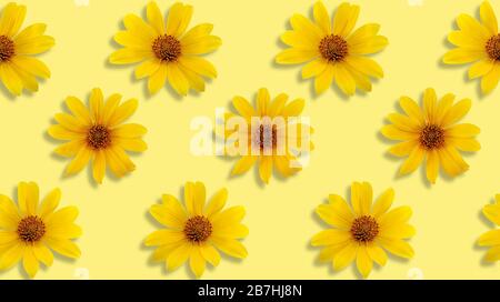 Motif Jérusalem Artichoke (Helianthus tuberosus) tête de fleur isolée arrière-plan Banque D'Images