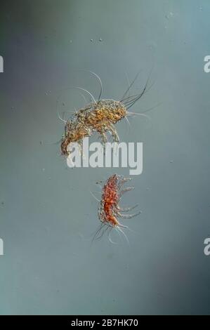 Acariens de poussière sous le microscope 100 fois Banque D'Images