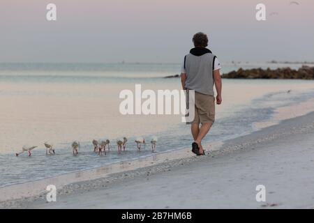 Un homme marche avec un petit troupeau d'Ibis blanc américain dans la lumière tôt le matin le 16 mars 2020 à Lido Key, FL, États-Unis. Banque D'Images