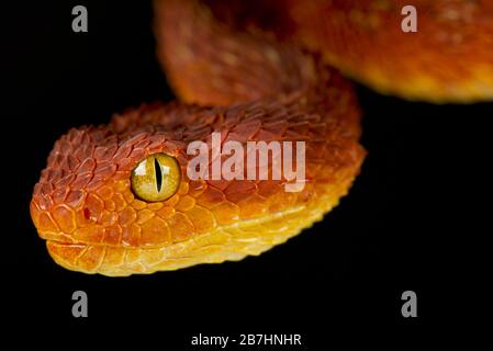 Vipère de bague variable (Atheris squamigera) Banque D'Images