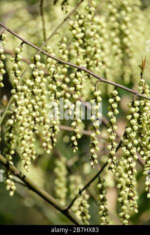 Le pendule, en forme de cloche, des fleurs jaunes d'onagre de stachyurus praecox, des stachyurus précoces, au début du printemps. Banque D'Images