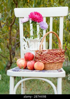 Panier en osier, porcelaine vase avec fleurs aster rouge et pommes sur une chaise de style rustique blanc dans le jardin vert avec fond naturel. Bac floue Banque D'Images