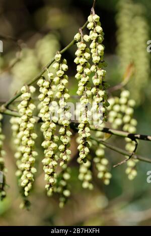 Le pendule, en forme de cloche, des fleurs jaunes d'onagre de stachyurus praecox, des stachyurus précoces, au début du printemps. Banque D'Images