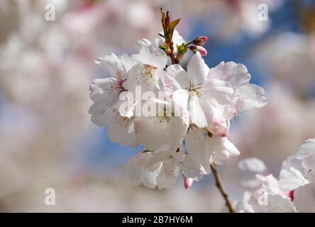 Fleur de Prunus incisa 'la Bode, Fuji Cherry Tree 'la Bode', cerise 'la Bode' au début du printemps Banque D'Images