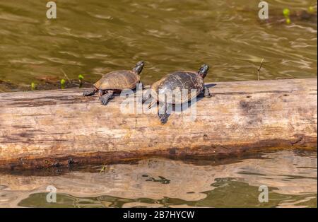 Deux grandes tortues adultes se reposant sur un journal en profitant de la journée ensoleillée et chaude au début du printemps dans les zones humides Banque D'Images