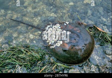 Horseshoe Crab, Limulus polyphemus, avec des barnacles sur sa coquille, Floride, États-Unis Banque D'Images