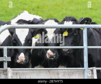 Trois jeunes génisses noir et blanc avec étiquettes d'identification jaunes regardant par une porte de ferme métallique sur la péninsule d'Inishowen dans le comté de Donegal. Banque D'Images