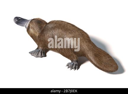 Mammifères semi-aquatiques, natifs de l'est de l'Australie. Vue de dessus. Sur fond blanc avec ombre portée. Banque D'Images
