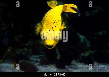 Le puffer à pois noirs (Arothron nigropunctatus). Le poisson puffer à l'aide d'un chien est un poisson marin tropical appartenant à la famille des Tetraodontidae. Banque D'Images