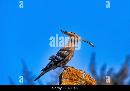 Hoopé eurasien, épops d'Upupa, Lesvos, Grèce, perché avec un bug dans le bec sur la roche mossy Banque D'Images