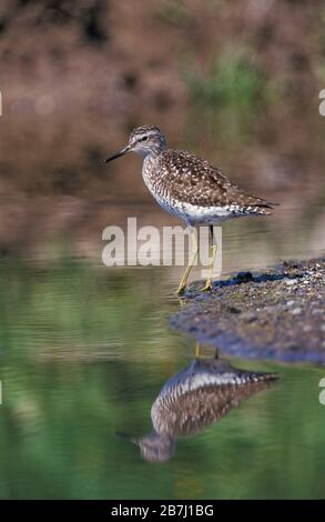 Bois Sandpiper, Tringa glareola, Lesvos, Grèce, passage à gué dans l'eau, réflexion, toujours Banque D'Images