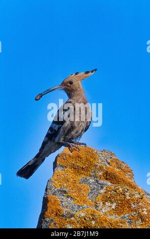 Hoopé eurasien, épops d'Upupa, Lesvos, Grèce, perché avec un bug dans le bec sur la roche mossy Banque D'Images