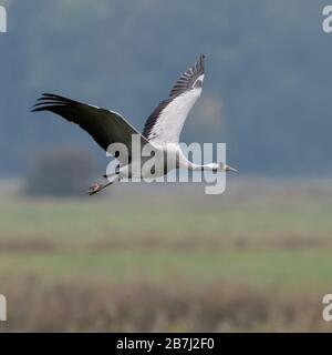 Grue commune / Graukranich ( Grus grus ), des profils en vol, volant au-dessus des zones humides, en entourant d'oiseaux migrateurs, typique, de la faune, de l'Europe. Banque D'Images