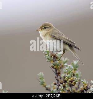 Willow Warbler fitis Phylloscopus trochilus ( / ), petit oiseau, l'homme adulte au printemps, perché au sommet d'argousier, le chant, la faune, l'Europe. Banque D'Images