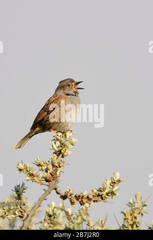 Nid / Heckenbraunelle (Prunella modularis ) , d'un oiseau, perché au sommet d'argousier, le chant au printemps, une cour, de la faune, de l'Europe. Banque D'Images