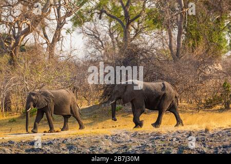 Éléphants du Strip de Caprivi - Bwabwata, Kwando, Mudumu National Park - Namibie Banque D'Images