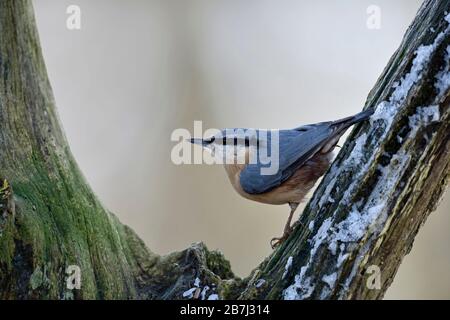 Bulbul à / Europaeischer Kleiber ( Sitta europaea ) en hiver, perché dans un arbre, observant autour, pose typique, de la faune, de l'Europe. Banque D'Images