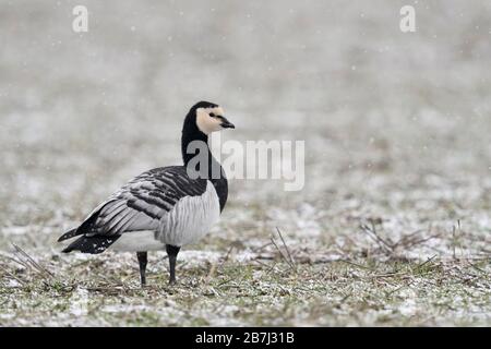 Bernache nonnette Branta leucopsis / Nonnengans ( ) en hiver, comité permanent sur les terres agricoles, la lumière de neige, regardant attentivement autour, la faune, l'Europe. Banque D'Images