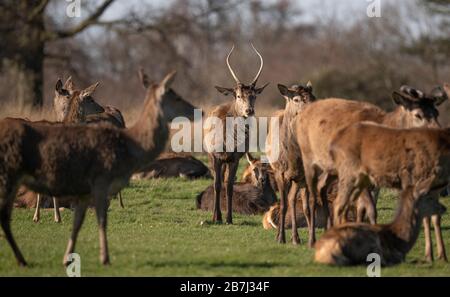 Richmond Park, Londres, Royaume-Uni. 16 mars 2020. Le troupeau de Red Deer se détendre au soleil de printemps au Richmond Park dans le sud-ouest de Londres. Crédit : Malcolm Park/Alay Live News. Banque D'Images