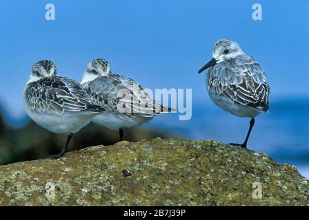 Sanderling, Calidris alba, Californie, États-Unis, trois se tenant ensemble sur les rochers, petit oiseau de passage à gué, 3, groupe Banque D'Images