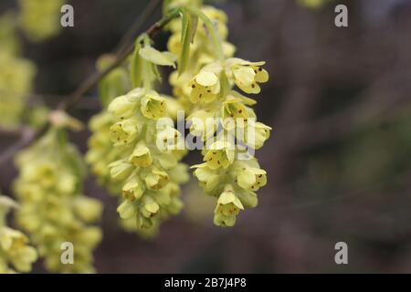 Les belles fleurs printanières très tôt de Corylopsis spicata, en gros plan, avec espace de copie. Membre de la famille des sorcières hazel, il est originaire de l'est Banque D'Images