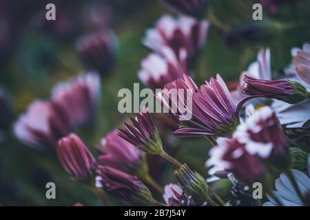 Fleurs d'Osteospermum 'Soprano Purple' communément connu sous le nom de guirlande africaine ou Cape Daisy Banque D'Images