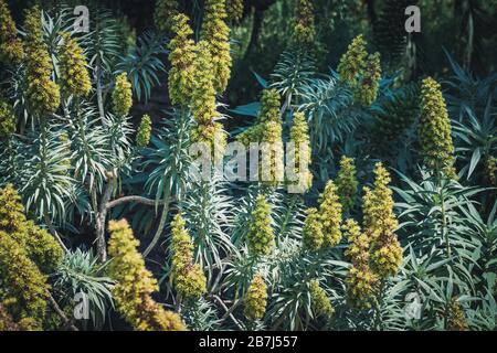 Pics coniques de fleurs des candicans d'Echium communément appelés fierté de madère Banque D'Images