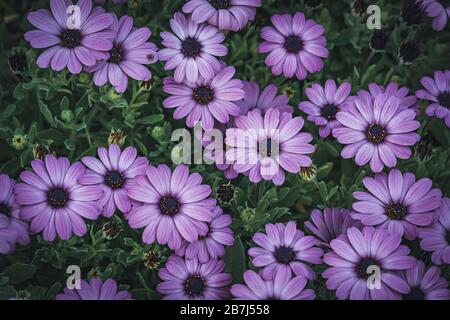 Fleurs d'Osteospermum 'Soprano Purple' communément connu sous le nom de guirlande africaine ou Cape Daisy Banque D'Images