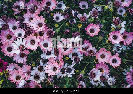 Fleurs d'Osteospermum 'Soprano Purple' communément connu sous le nom de guirlande africaine ou Cape Daisy Banque D'Images