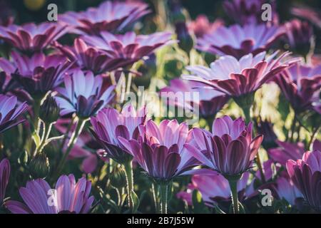 Fleurs d'Osteospermum 'Soprano Purple' communément connu sous le nom de guirlande africaine ou Cape Daisy Banque D'Images