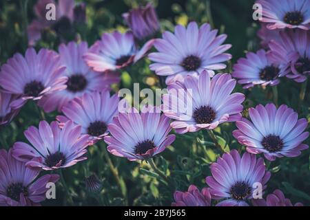 Fleurs d'Osteospermum 'Soprano Purple' communément connu sous le nom de guirlande africaine ou Cape Daisy Banque D'Images