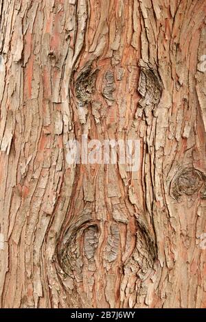 Écorce d'arbre avec un motif ressemblant à un visage Banque D'Images