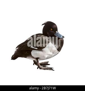 Canard touffé (Aythya fuligula) mâle sur fond blanc Banque D'Images
