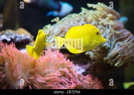 Le tang jaune (Zebrasoma flavescens), poisson d'aquarium jaune d'eau salée de la famille des Acanthuridae. Banque D'Images