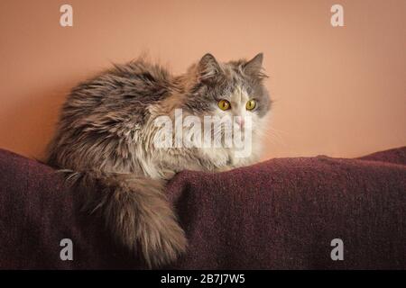 Magnifique chat gris et blanc couché. Le concept des animaux domestiques à la maison. Chat intéressé se reposant à la maison. Portrait intérieur gris en chat doux Banque D'Images