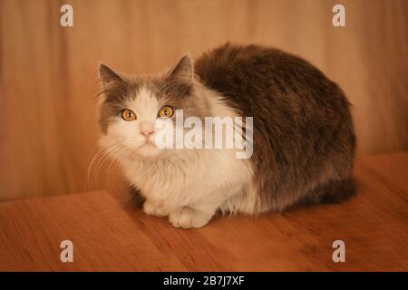 Émerveillement gris et blanc chat couché. Le concept des animaux domestiques à la maison. Chat intéressé se reposant à la maison. Chat gris doux. Chat habitable à la maison. Banque D'Images