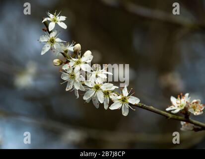 Gros plan de jolies fleurs blanches sur une branche d'argousier noir, Prunus spinosa Banque D'Images