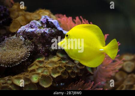 Le tang jaune (Zebrasoma flavescens), poisson d'aquarium jaune d'eau salée de la famille des Acanthuridae. Banque D'Images