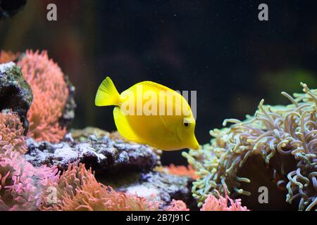 Le tang jaune (Zebrasoma flavescens), poisson d'aquarium jaune d'eau salée de la famille des Acanthuridae. Banque D'Images