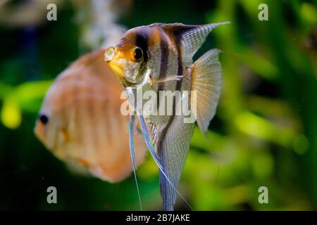 Poissons d'aquarium d'eau douce, Angelfish de la rivière Amazone, pterophyllum pétonlare (altum) Banque D'Images