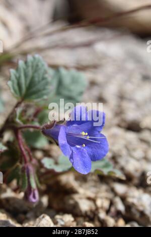 Le Printemps méridional du désert de Mojave apporte des fleurs sauvages, telles que Phacelia Campanularia, Desert Bells, un parc national de Joshua Tree natif annuel. Banque D'Images