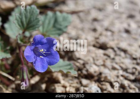 Le Printemps méridional du désert de Mojave apporte des fleurs sauvages, telles que Phacelia Campanularia, Desert Bells, un parc national de Joshua Tree natif annuel. Banque D'Images