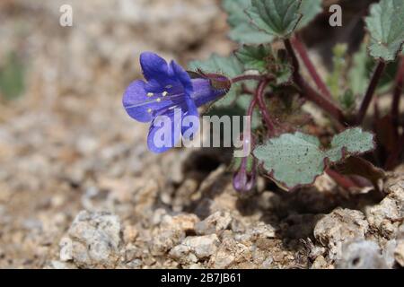 Le Printemps méridional du désert de Mojave apporte des fleurs sauvages, telles que Phacelia Campanularia, Desert Bells, un parc national de Joshua Tree natif annuel. Banque D'Images