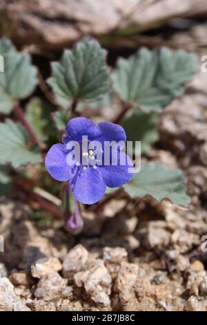 Le Printemps méridional du désert de Mojave apporte des fleurs sauvages, telles que Phacelia Campanularia, Desert Bells, un parc national de Joshua Tree natif annuel. Banque D'Images